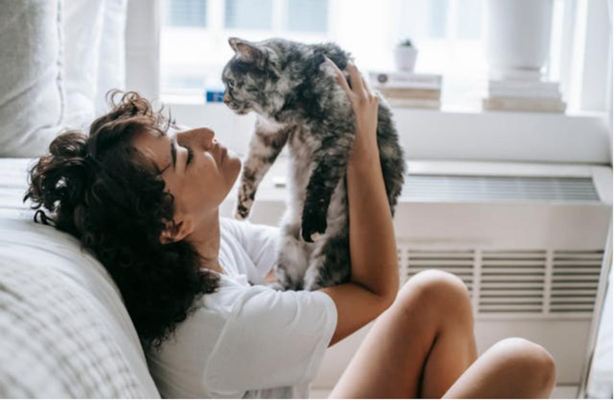 Tips Membuat Kucing Tetap Nyaman di Rumah Sendirian ketika Ditinggal Liburan
