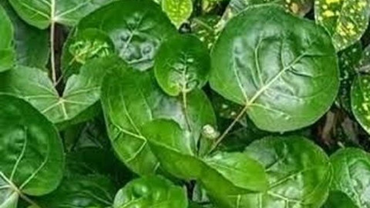 8 Manfaat Daun Binahong untuk Kesehatan, Mengatasi Jerawat hingga Diabetes