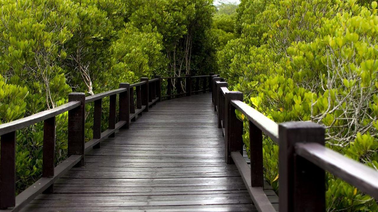 4. Mangrove Tracking