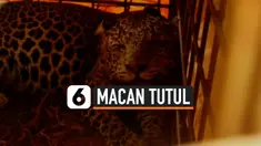macan tutul thumbnail