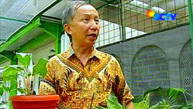 Garnadi Sukses Lewat Tanaman Hias Aglaonema News Liputan6 Com