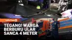 Warga Padukuhan Kriyanan, Kecamatan Wates, Kabupaten Kulon Progo, berhasil menangkap seekor ular sanca kembang sepanjang lebih dari 4 meter yang bersembunyi di area permukiman. Ular dengan berat sekitar 20 kilogram itu diduga kerap memangsa hewan ter...