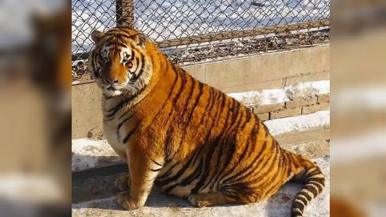 Harimau Siberia
