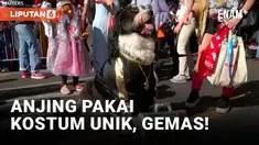 Kota New York, Amerika Serikat, menyambut Halloween dengan menggelar parade kostum anjing. Anjing-anjing ini mengenakan kostum unik, mulai dari Cinderella hingga kostum seram. Lihat kemeriahannya dalam liputan VOA berikut ini.