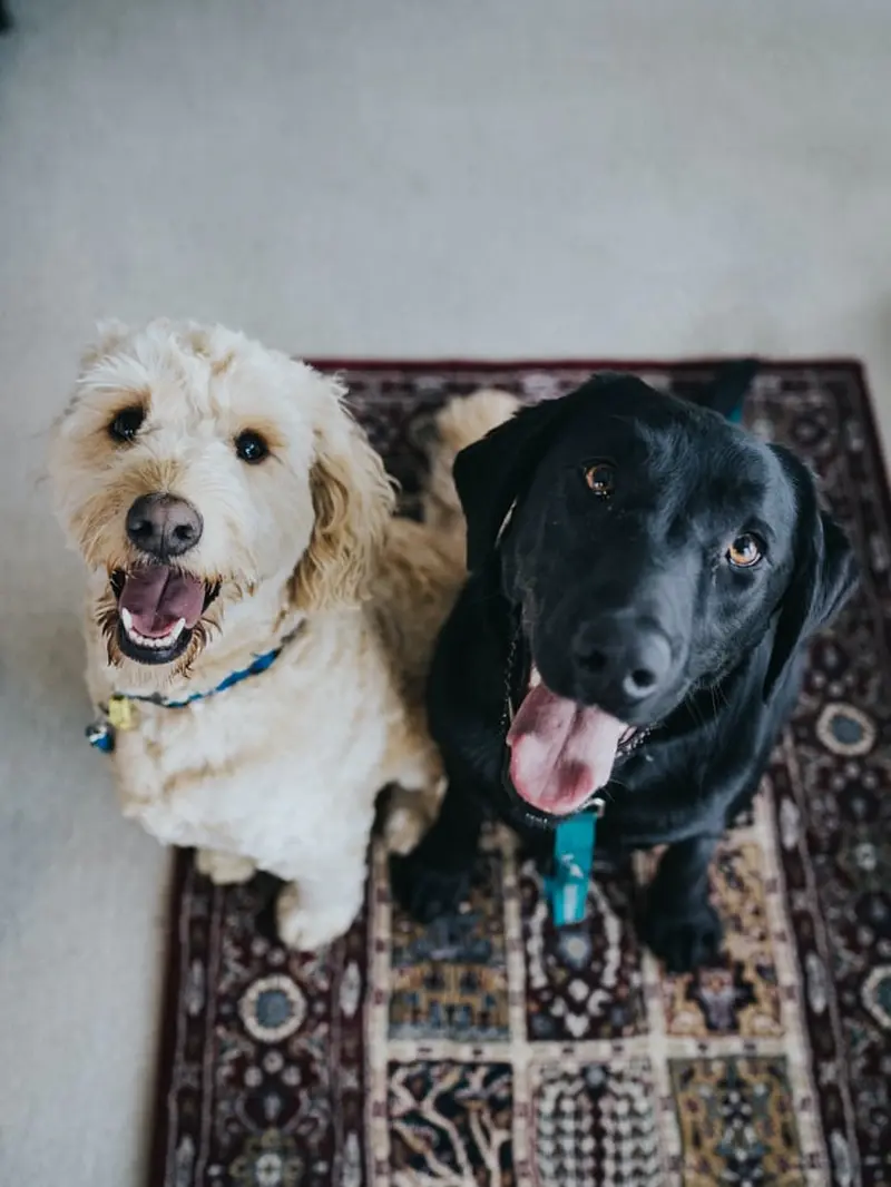 dua anjing hitam dan putih