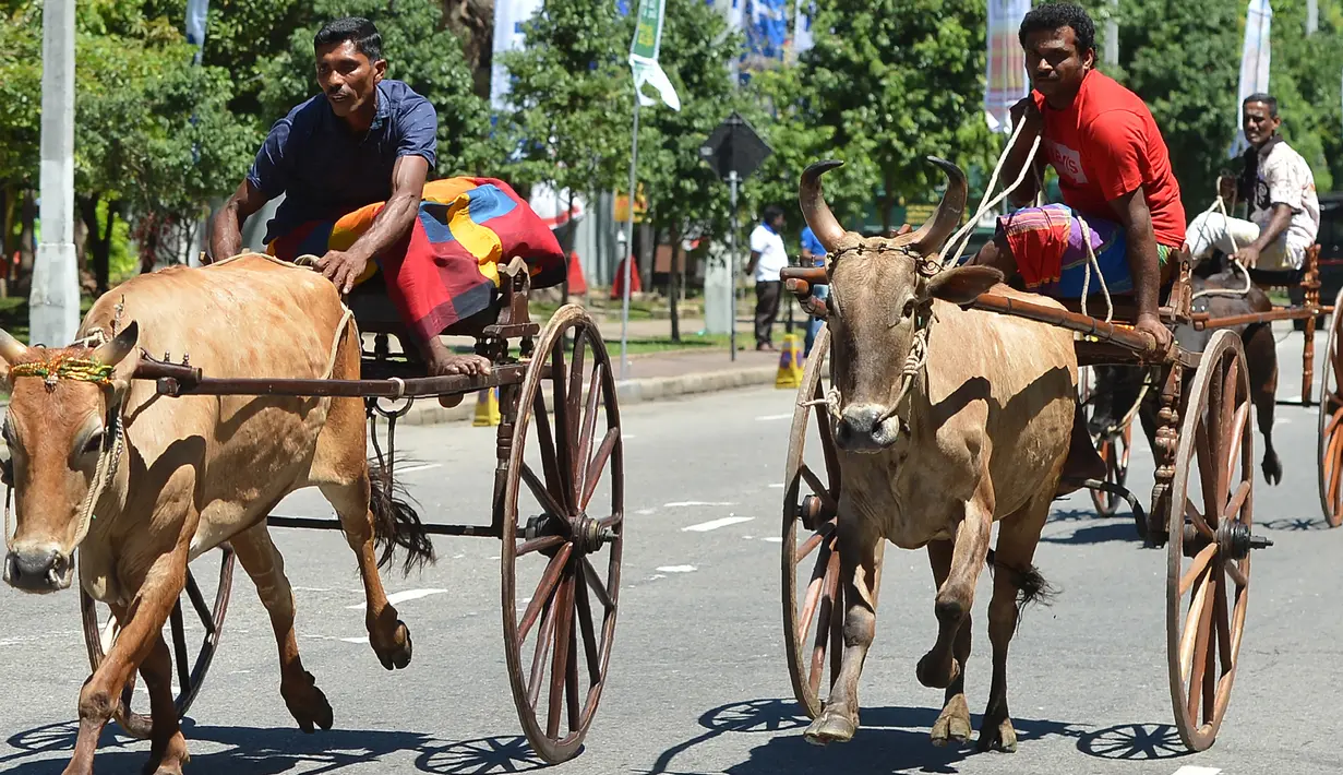 Peserta mengikuti lomba balap kereta sapi selama festival tradisional menjelang perayaan Tahun Baru Hindu, Sinhala dan Tamil di Kolombo, Sri Lanka, Minggu (1/4). Tahun baru mayoritas Sinhala dan Tamil jatuh pada 14 April.  (LAKRUWAN WANNIARACHCHI/AFP)