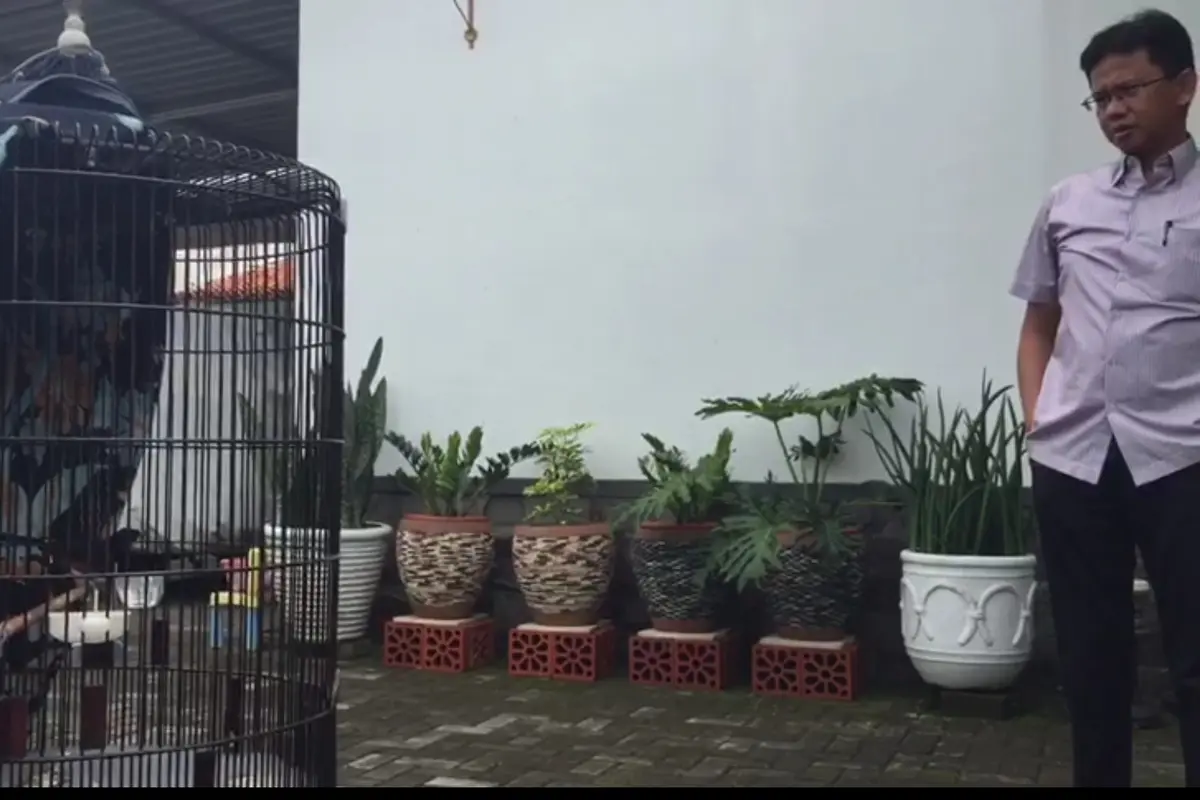 Kisah Burung Murai Batu Warga Brebes yang Ditawar Jokowi Rp 600 Juta