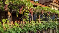 10 Cara Membuat Lorong Kebun Buah Estetik dan Produktif di Rumah