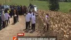 Dalam kunjungannya, Presiden Jokowi sempat mengunjungi ladang jagung, menyaksikan proses panen, dan pembersihan kulit jagung dari pohon.
