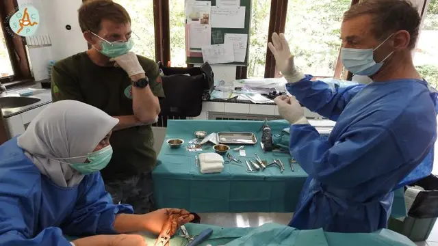 Orang Utan