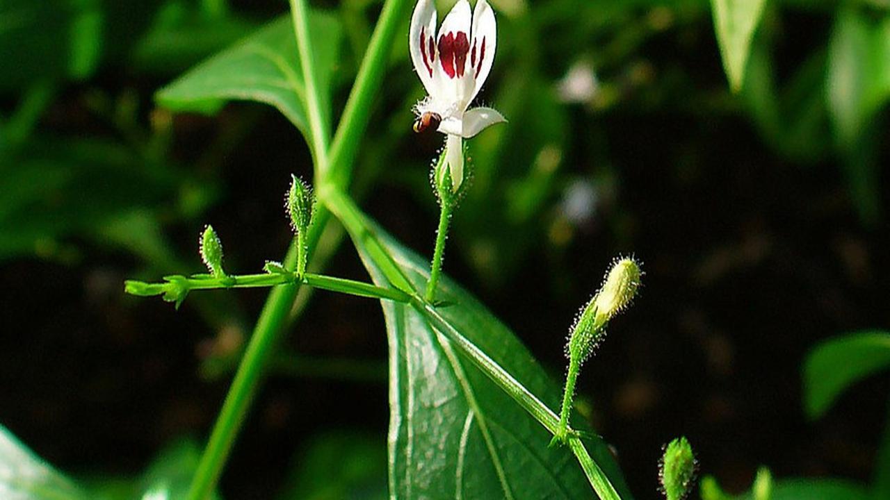daun sambilato