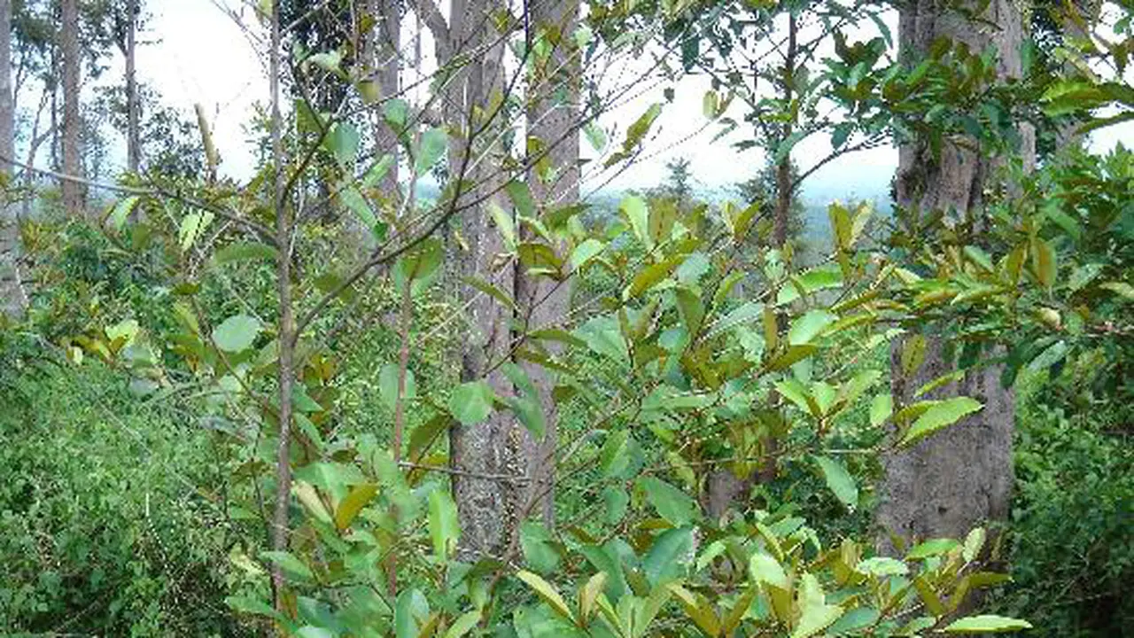 4 Misteri Tjipetir yang Terkuak