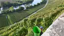 Pekerja membawa keranjang kosong saat memanen anggur di kebun anggur curam di sepanjang Sungai Neckar di Mundelsheim, Jerman barat daya (2/10/2021). Di lokasi ini terpadat pemandangan jalur sungai Neckar yang terkenal serta lima jalur pendakian anggur dan buah. (AFP/Thomas Kenzle)