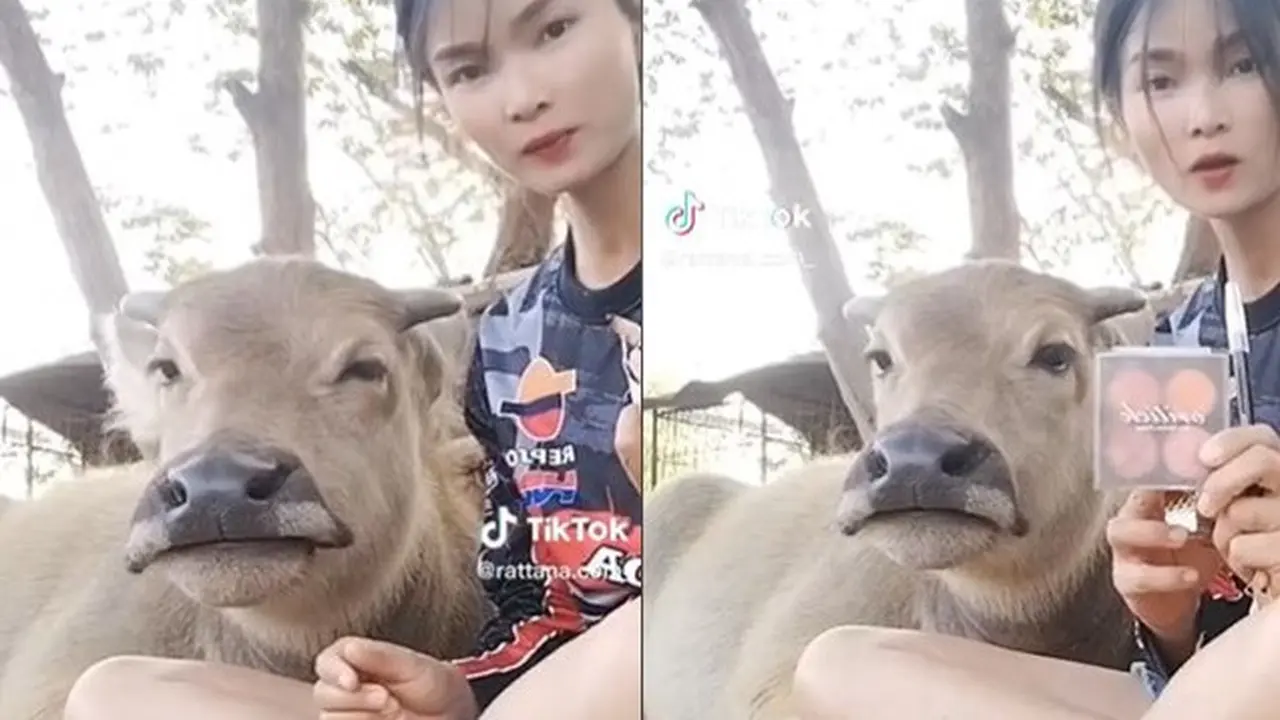Viral Wanita Ini Jadikan Kerbau Sebagai Model Makeup, Hasilnya Bikin Pangling