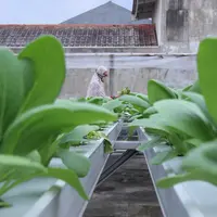 Warga merawat sayuran yang ditanam menggunakan metode hidroponik di atap rumahnya di Ciledug, Kota Tangerang, Banten, Sabtu (24/10/2020). Atap rumah dimanfaatkan untuk budi daya sayuran hidroponik guna menambah pendapatan dan tetap produktif di masa pandemi COVID-19. (Liputan6.com/Angga Yuniar)