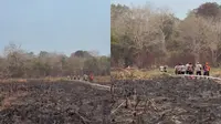 Titik Api Way Kambas Padam, Lokasi 14 Km dari Pusat Latihan Gajah