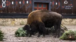 Bison berpesta dengan pohon Natal di Kebun Binatang Berlin, Jerman, pada Rabu (29/12/2021). Banyak pohon Natal yang tersisa setelah perayaan berakhir sebagai makanan berbagai hewan di kebun binatang Berlin. (Odd ANDERSEN / AFP)