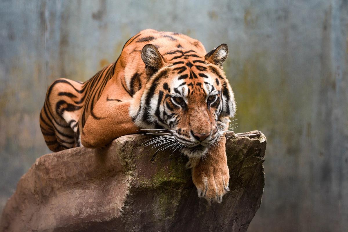FOTO: Kebun Binatang Bandung Disorot Usai Kematian Dua Anak Harimau Bengal