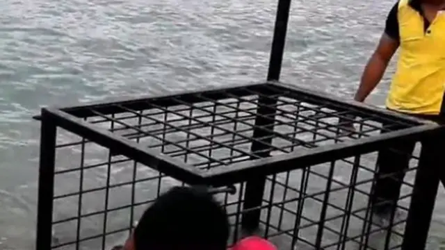 Buaya