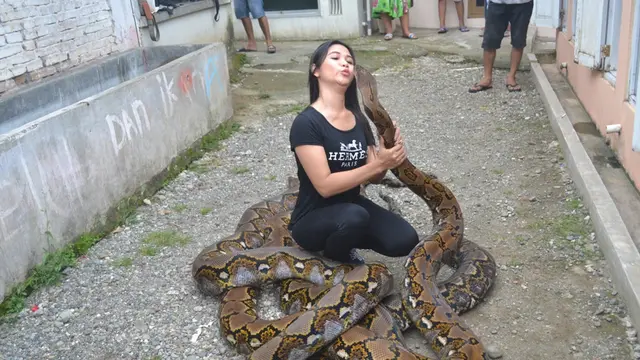 Bian tak segan mencium Syahrini, piton betina jumbo tetapi bersifat paling manis. (Foto: Liputan6.com/Muhamad Ridlo)
