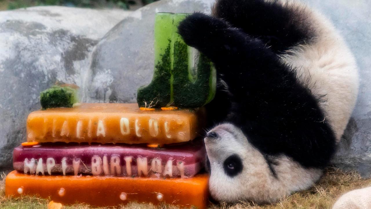 FOTO: Lucunya Panda Kembar De De & Jia Jia Rayakan Ulang Tahun Pertama di Hong Kong