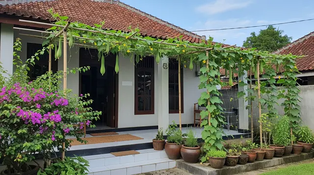9 Ide Menanam Gambas Rambat di Teras Rumah, Bikin Teduh Sekaligus Panen Sayur