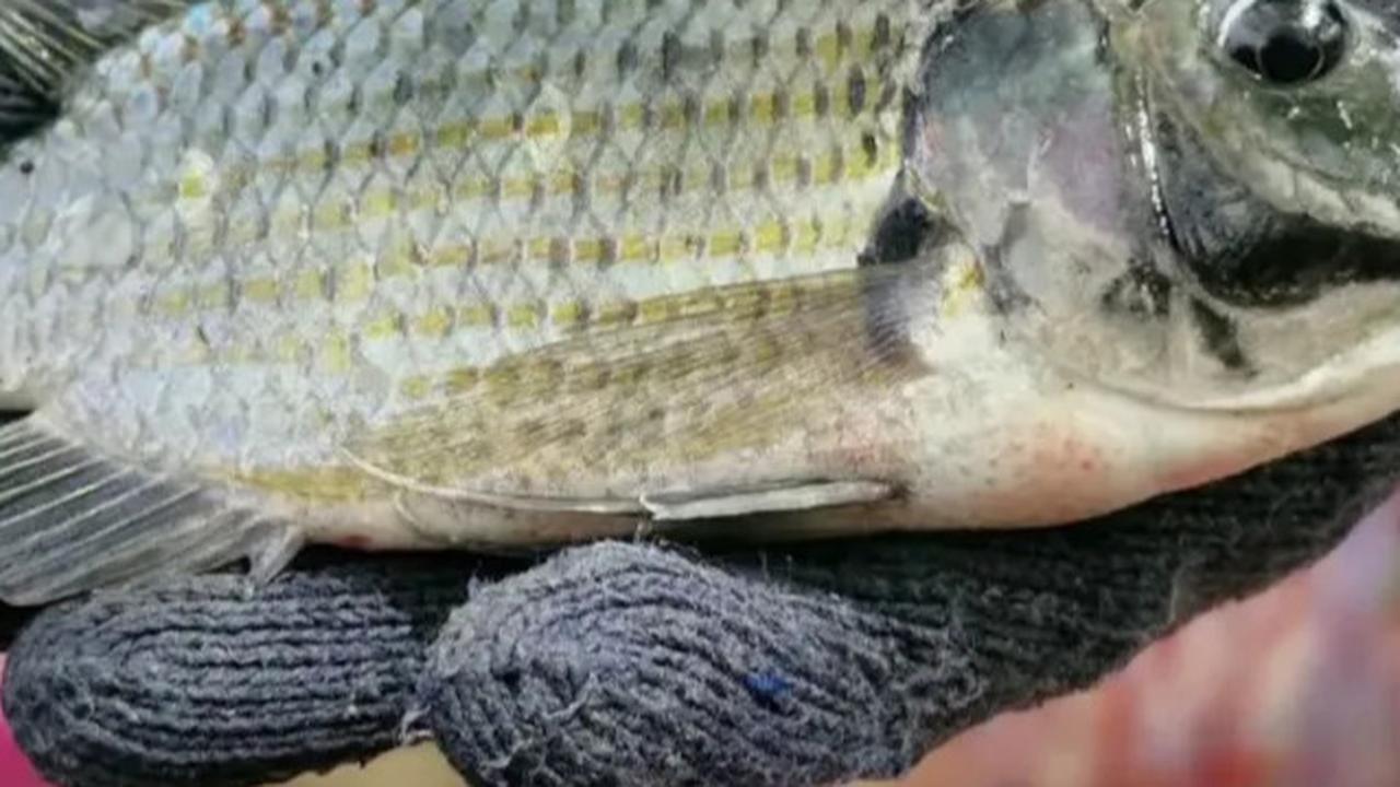 ikan mujair