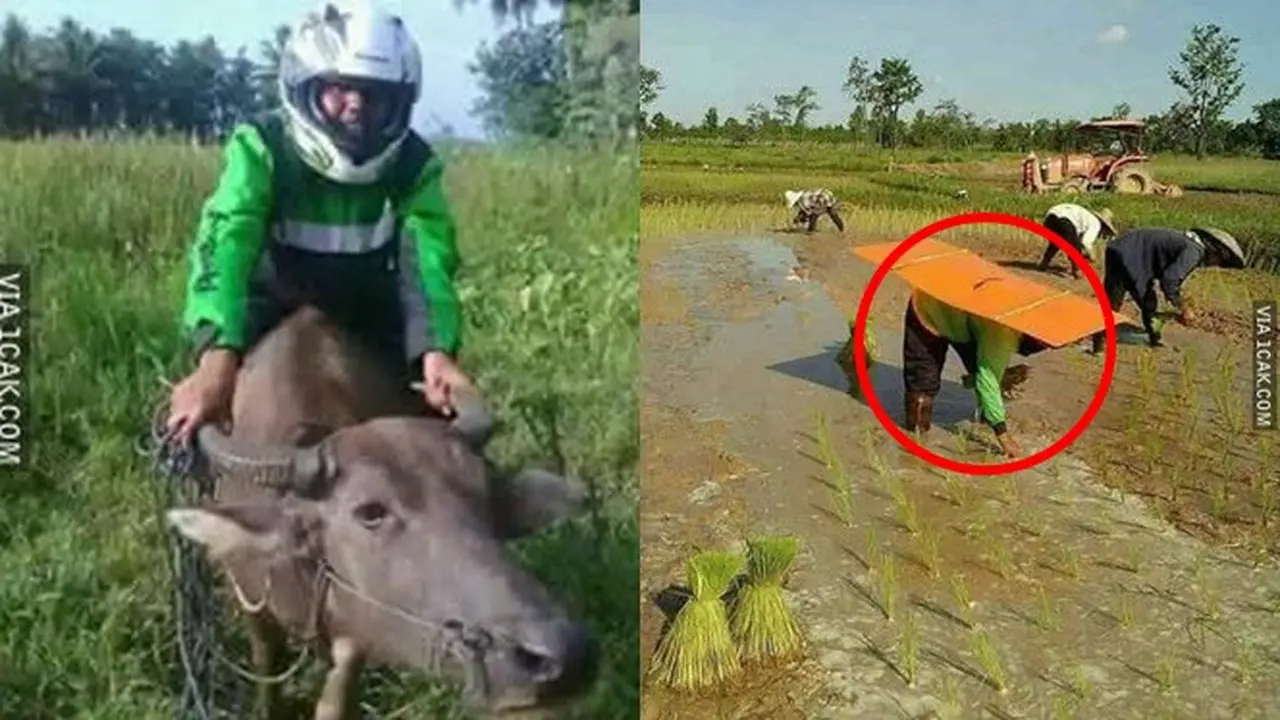 6 Kelakuan Nyeleneh saat di Sawah Ini Bikin Geleng Kepala