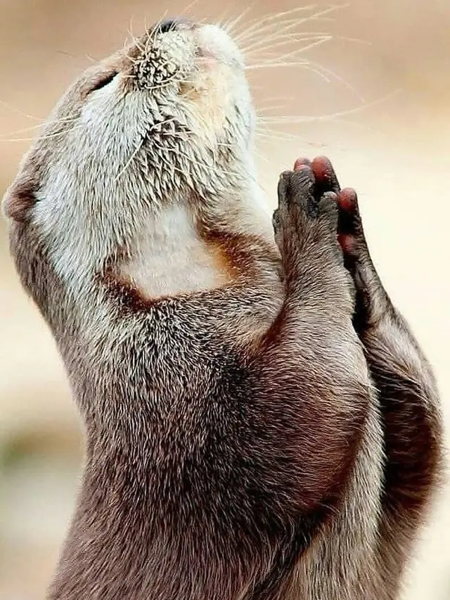 Potret Hewan di Alam Liar yang Tak Sengaja Diabadikan (sumber: instagram/@fantastic.wildlife)