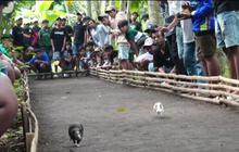 Tak Banyak yang Tahu, Marmot-Marmot Gemas Asal Lumajang Ini Jago Balapan