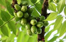 Resep Rebusan Belimbing Wuluh untuk Atasi Masalah Kolesterol