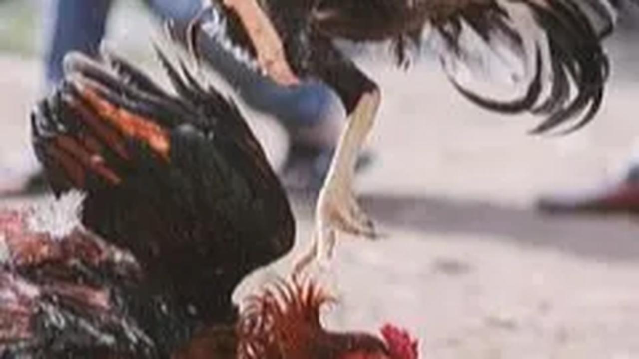 Ayam Bangkok Campuran Tiga Darah