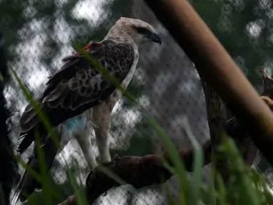 Burung Elang Brontok (Nisaetus Cirrhatus) bertengger dalam sangkar besar yang ada di area pelepasan burung Cangkuang, Cidahu, Jawa Barat. Lokasi Pelepasan Elang Brontok ditentukan  setelah melewati penilaian habitat oleh Balai TNGHS. (merdeka.com/Imam Buhori)