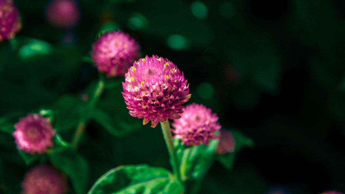 Gomphrena