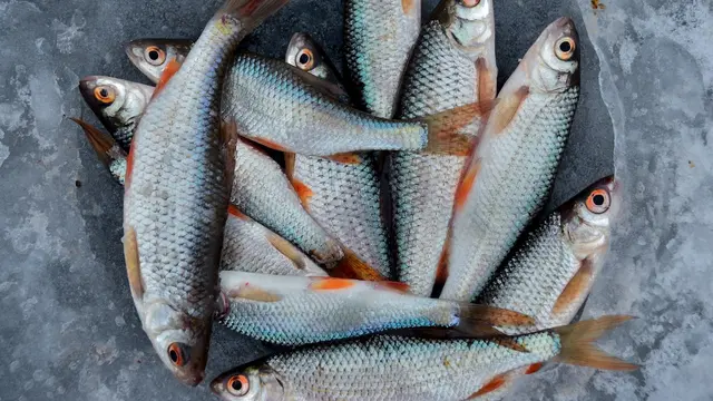 Cara Kearifan Lokal Menjaga dan Mengolah Seafood Indonesia Timur