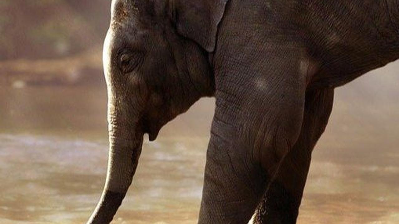 Begini Cara PLN Indonesia Power Ikut Lestarikan Gajah Sumatera Hampir Punah