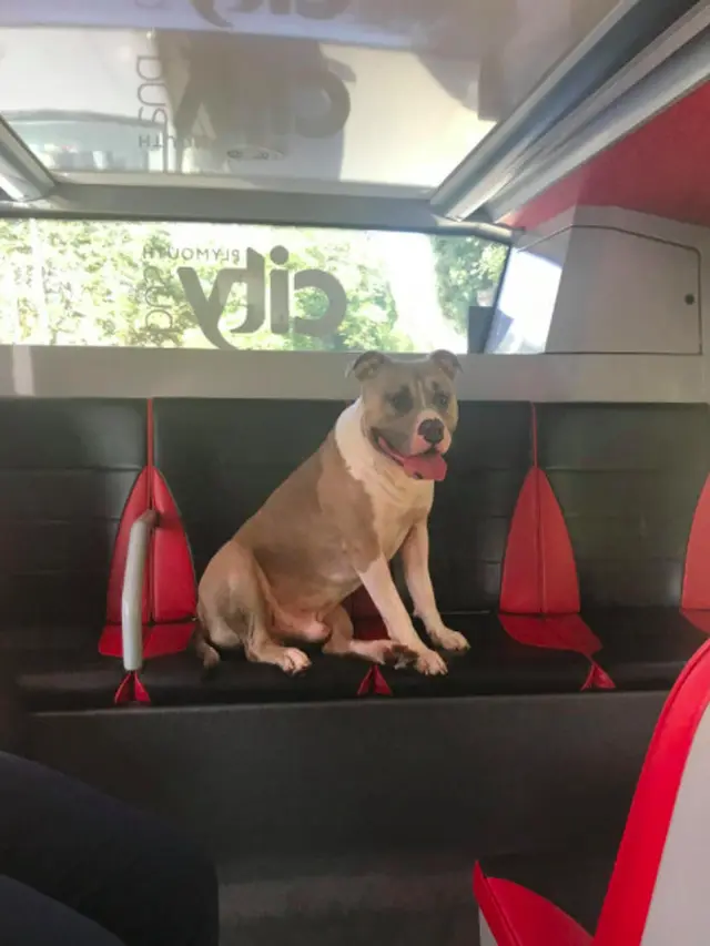 anjing naik bus mencari pemiliknya