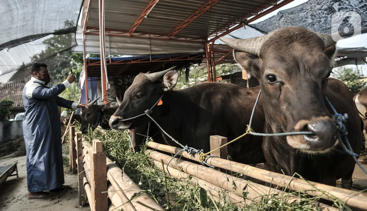 Azmi berbincang dengan calon konsumen melalui panggilan video di Peternakan Yuk Qurban, Depok, Rabu (22/7/2020). Pemilik peternakan Yuk Qurban itu menggunakan website dan aplikasi media sosial dalam memasarkan hewan kurban untuk memudahkan konsumen di tengah pandemi. (merdeka.com/Iqbal Nugroho)