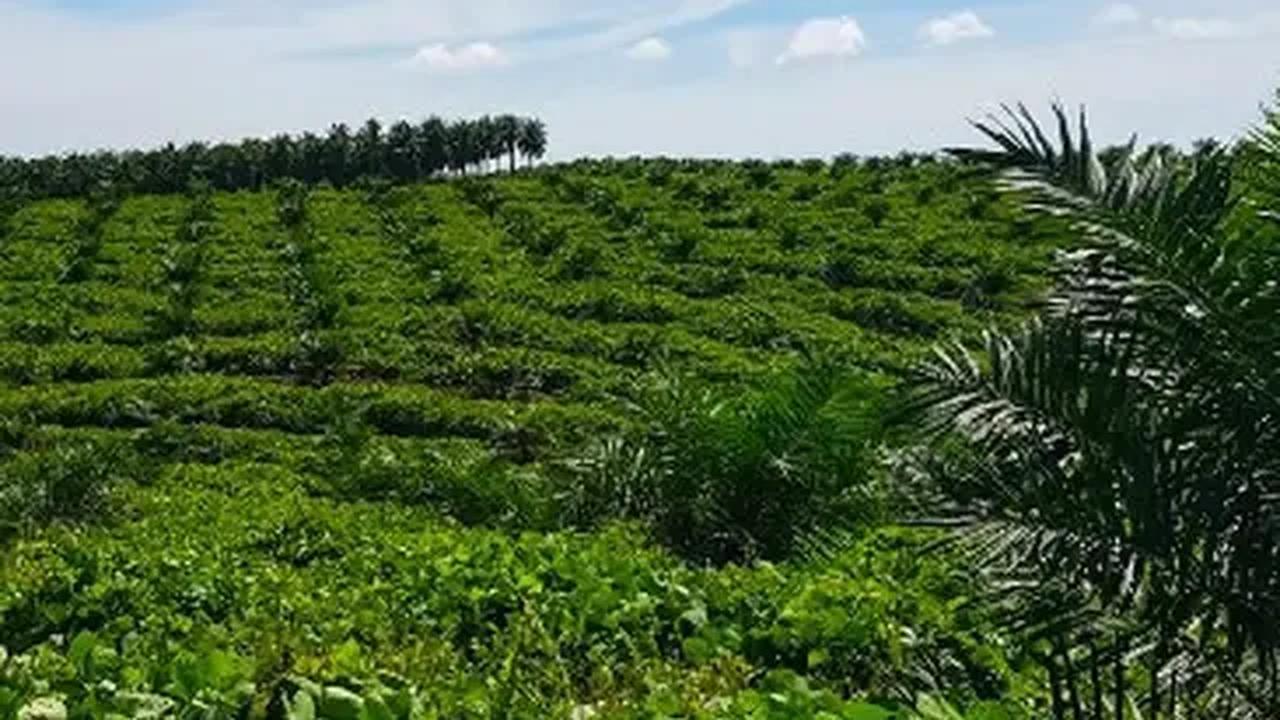 Kedua sektor usaha perkebunan.