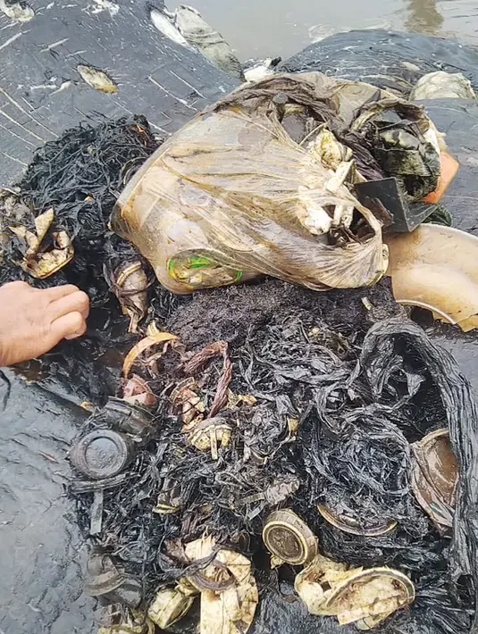 Tumpukan sampah yang ditemukan dalam perut bangkai paus sperma di perairan Wakatobi, Sulawesi Tenggara, Senin (19/20). Paus dengan panjang 9,5 meter itu ditemukan dalam kondisi sudah mati dan mulai membusuk. (Liputan6.com/HO/Alfi Kusuma Admaja/KKP)
