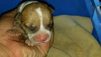 Anak anjing dalam perawatan medis.