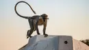 Seekor monyet yang hidup bebas di kampus Universitas Khartoum di ibu kota Sudan, pada 9 Maret 2021. Ratusan monyet yang sebagian besar hidup di atap gedung kampus, juga berkeliaran dengan bebas di antara mahasiswa yang sering memberi mereka makanan suguhan. (ABDULMONAM EASSA/AFP)