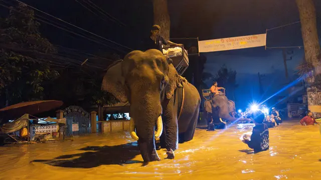 Gajah Thailand Diperbantukan Pasok Makanan untuk Korban Banjir di Chiang Mai