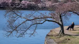 Pohon sakura yang sedang mekar ini merupakan hasil dari pemberian pemerintah Jepang. (AP Photo/Jacquelyn Martin)