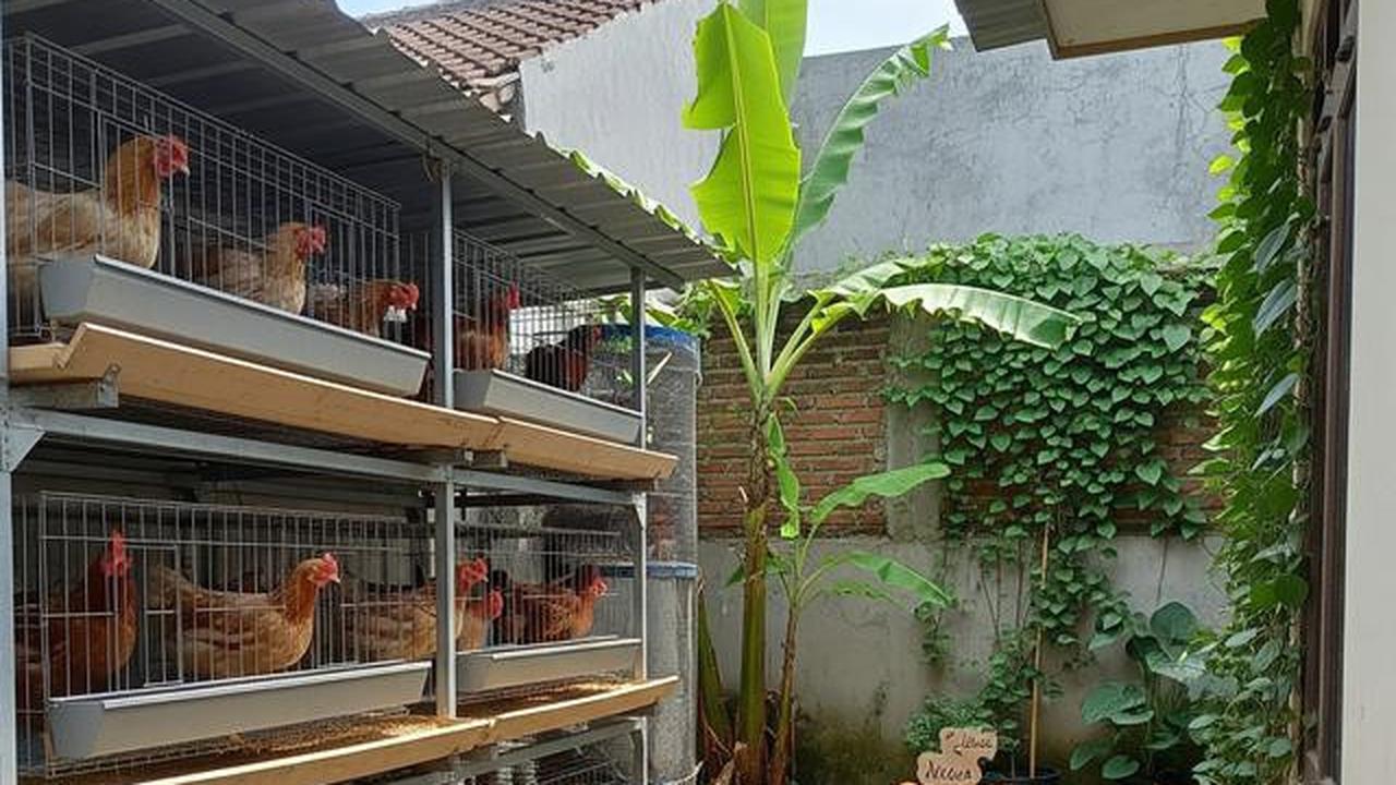 Cara Membuat Sarang Bertelur yang Disukai Ayam Kampung agar Produktivitas Optimal