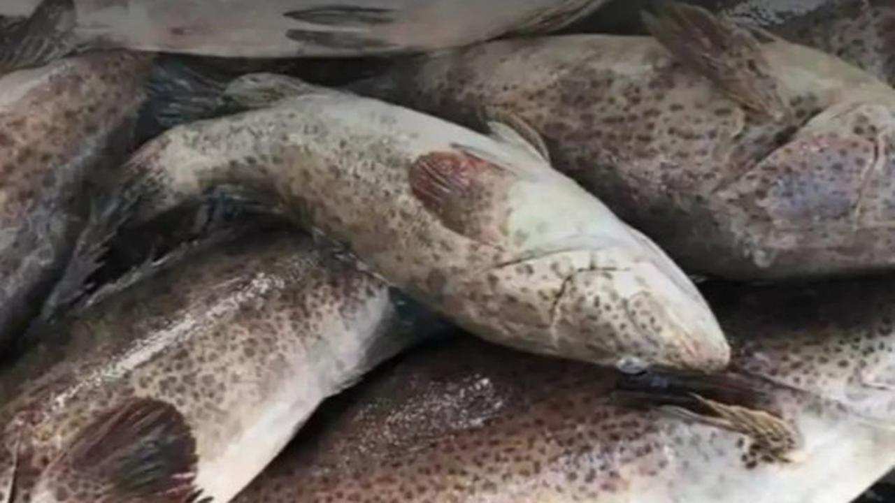 Ikan kerapu