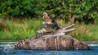 Ilustrasi Foto Buaya (iStockphoto)