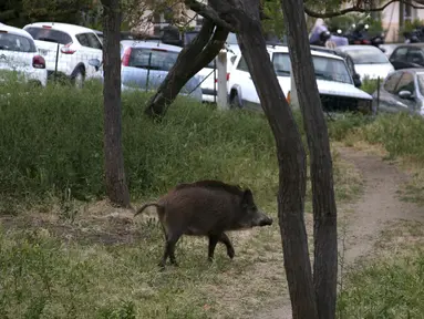 Seekor babi hutan berlari  di taman dekat dengan permukiman warga di Ajaccio, di Pulau Mediterania Prancis, Corsica (18/4/2020). Hari ke-33 karantina wilayah di Prancis sejumlah binatang liar memasuki wilayah permukiman dan perkotaan. (AFP/Pascal Pochard-Casabianca)