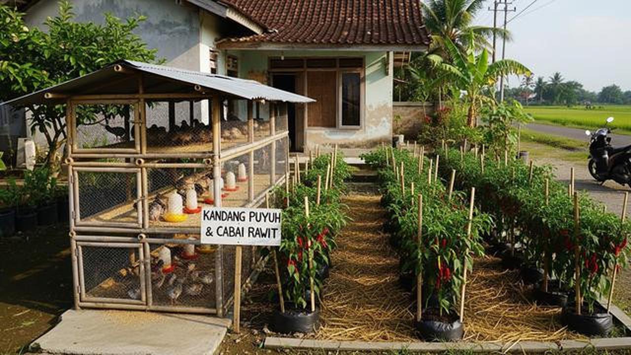 Modal Lahan Sempit, Ternak Puyuh dan Cabai Rawit Bisa Hasilkan Cuan Berlipat