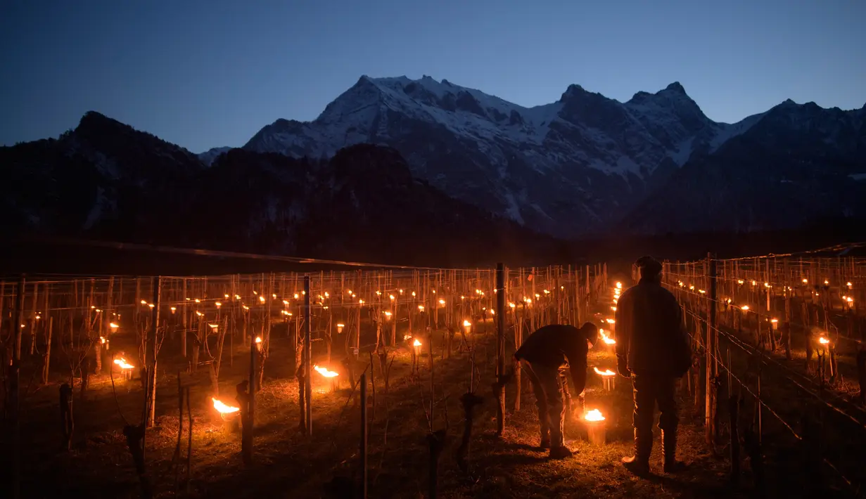 Petani menyalakan api dengan wadah tong di kebun anggur di Flaesch, Swiss (22/3). Ratusan lilin anti-embun per hektar dinyalakan untuk melindungi buah dari dingin. (Gian Ehrenzeller / Keystone via AP)